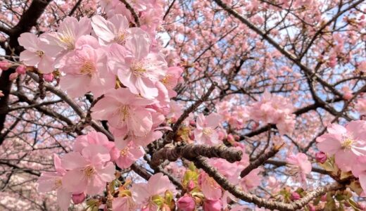 2026年2月振り返り（子育て、河津桜、お仕事など）