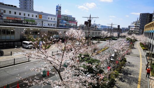 桜が満開を迎えています＆3月の人気記事ランキング