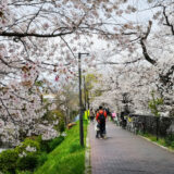 高槻市の芥川桜堤公園でお花見してきました。桜がきれいで気持ちの良い場所です