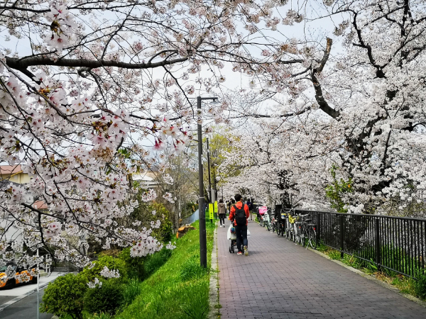 高槻市の芥川桜堤公園でお花見してきました。桜がきれいで気持ちの良い場所です