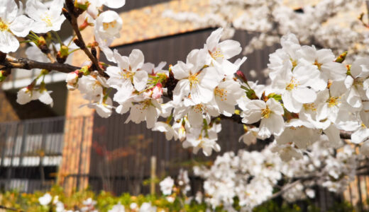 【新1年生】公立小学校の入学説明会に行ってきました！春には小学生かぁ…