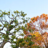 2025年11月振り返り（子育てが大変、インフル大流行、お仕事、美味しかった物など）