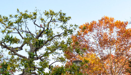 2025年11月振り返り（子育てが大変、インフル大流行、お仕事、美味しかった物など）