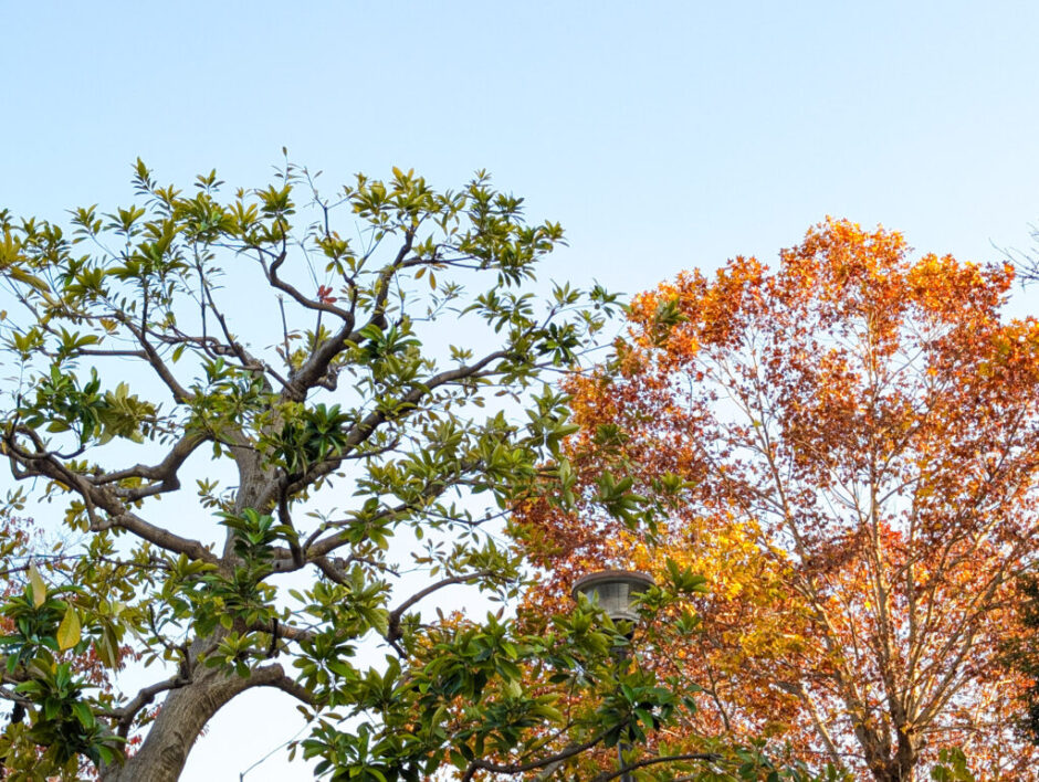 2025年11月振り返り（子育てが大変、インフル大流行、お仕事、美味しかった物など）