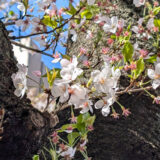 息子、小学校入学しました!入学式〜1週目のタイムスケジュール、本人の様子など