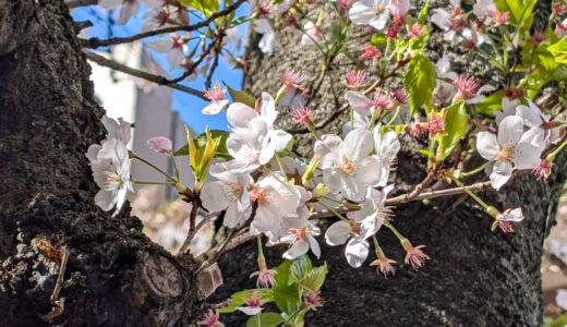 息子、小学校入学しました！入学式〜1週目のタイムスケジュール、本人の様子など