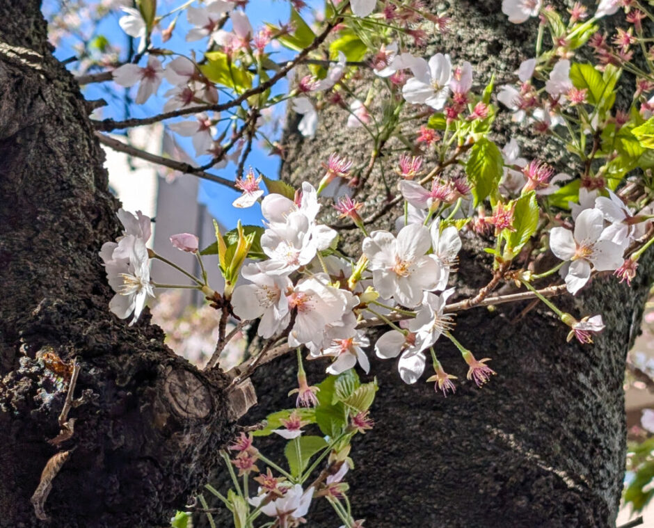 息子、小学校入学しました！入学式〜1週目のタイムスケジュール、本人の様子など
