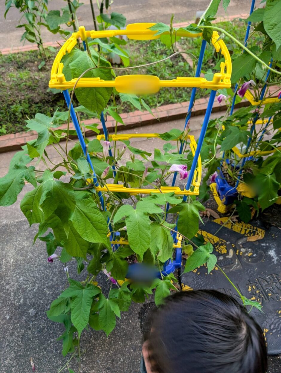 小学校の「朝顔」の持ち帰り方。100均のゴミ袋で大丈夫でした！