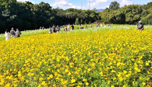 2024年10月振り返り（子育て、秋のお出かけ、お仕事、食べて美味しかった物など）